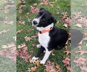 Collie-Unknown Mix Dogs for adoption in Mount Laurel, NJ, USA