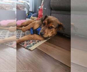 Mutt Dogs for adoption in Shillington, PA, USA