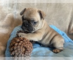 Small #1 French Bulldog