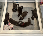 Small #7 Flat Coated Retriever
