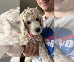 Poodle (Standard) Puppy for Sale in PLYMOUTH, Indiana USA