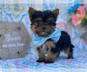 Yorkshire Terrier Puppy for sale in LANCASTER, PA, USA