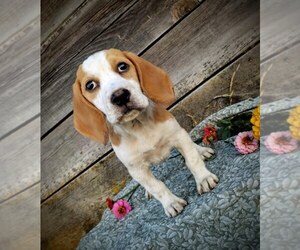Beagle Puppy for sale in MOSCOW, ID, USA