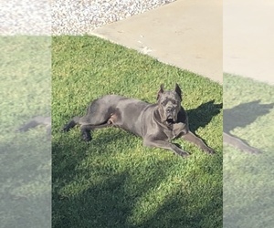 Father of the Cane Corso puppies born on 10/10/2022