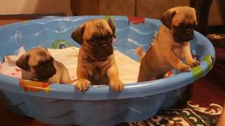 Pug-Puggle Mix Puppy for sale in CALLAHAN, FL, USA