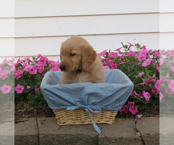 Medium Photo #20 English Cream Golden Retriever Puppy For Sale in ATHENS, WI, USA