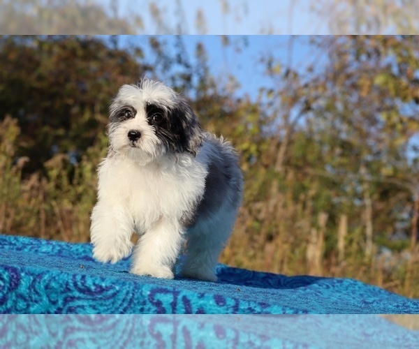 Medium Photo #21 ShihPoo Puppy For Sale in DYERSBURG, TN, USA