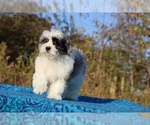 Small #20 ShihPoo