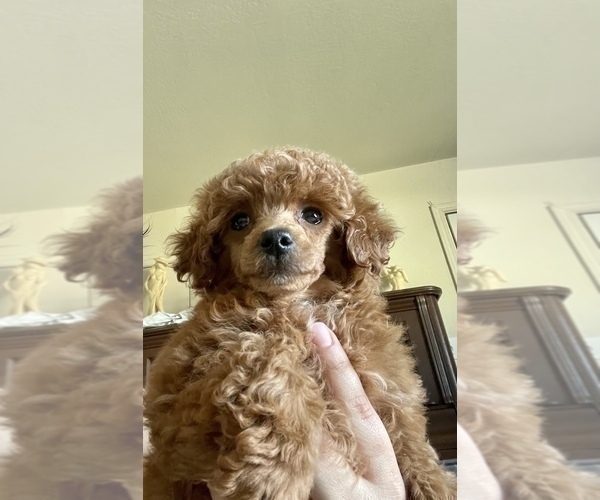 Medium Photo #18 Poodle (Toy) Puppy For Sale in HAYWARD, CA, USA