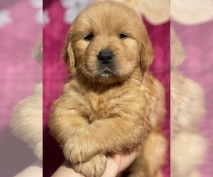 Golden Retriever Puppy for sale in SANTA ANA, CA, USA
