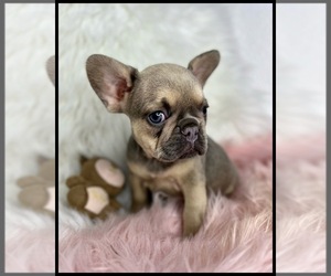 French Bulldog Puppy for sale in OJAI, CA, USA