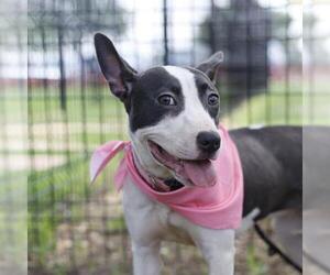 American Staffordshire Terrier Dogs for adoption in San Antonio, TX, USA