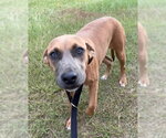 Small #2 Labrador Retriever Mix