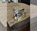Small Photo #1 Chihuahua Puppy For Sale in Forest, VA, USA