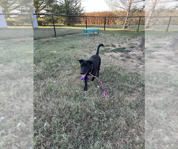 Medium Photo #5 Labrador Retriever Puppy For Sale in Evansville, IN, USA