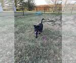 Small #4 Labrador Retriever