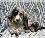 Small Photo #7 Old English Sheepdog-Poodle (Miniature) Mix Puppy For Sale in LAKELAND, FL, USA