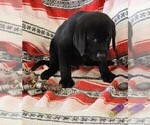 Small Photo #79 Labrador Retriever Puppy For Sale in MERIDEN, KS, USA