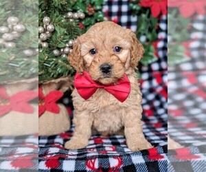 Medium Goldendoodle