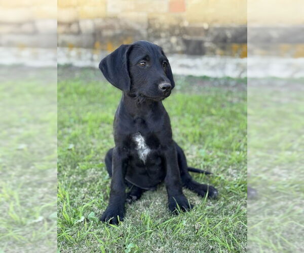 Medium Photo #2 Labradoodle Puppy For Sale in PIPE CREEK, TX, USA