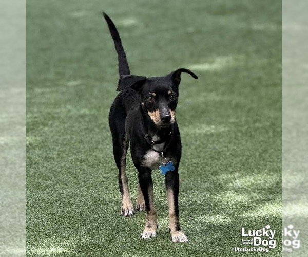 Medium Photo #6 Chihuahua-Unknown Mix Puppy For Sale in Washington, DC, USA