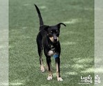 Small #5 Chihuahua Mix
