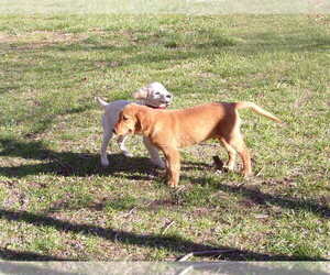 Golden Retriever Puppy for sale in CROSSVILLE, TN, USA