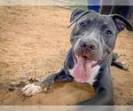 Small #1 American Pit Bull Terrier