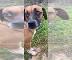 Small #9 Beagle-Mountain Cur Mix