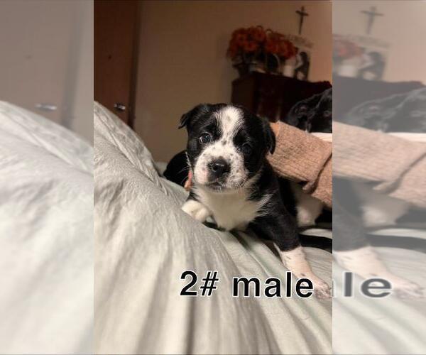 Medium Photo #4 Boston Terrier-Miniature Australian Shepherd Mix Puppy For Sale in PLAINFIELD, IL, USA