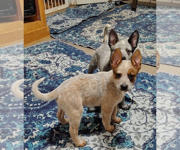 Medium Photo #7 Australian Cattle Dog Puppy For Sale in LAURENS, SC, USA