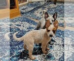 Small #6 Australian Cattle Dog