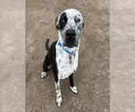 Small #1 Mutt