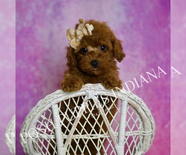 Medium Photo #6 Poodle (Toy) Puppy For Sale in WARSAW, IN, USA