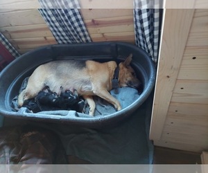 Mother of the German Shepherd Dog puppies born on 01/10/2022
