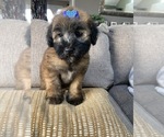 Small Photo #1 Soft Coated Wheaten Terrier Puppy For Sale in RICHMOND, IL, USA