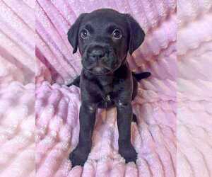 Labrador Retriever-Unknown Mix Dogs for adoption in Corona, CA, USA