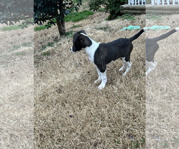 Medium Photo #4 Labrador Retriever-Unknown Mix Puppy For Sale in Ball Ground, GA, USA