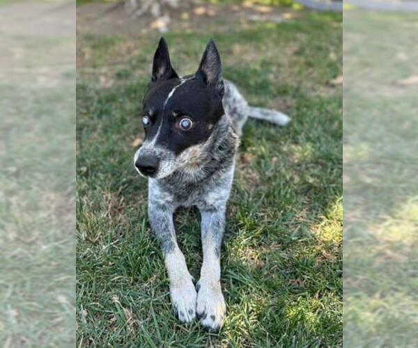 Medium Photo #3 Mutt Puppy For Sale in Riverside, CA, USA