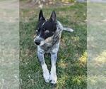 Small #2 Mutt