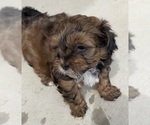 Puppy Oscar Shih-Poo