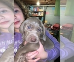 Small Photo #4 Weimaraner Puppy For Sale in MILLERSBURG, OH, USA
