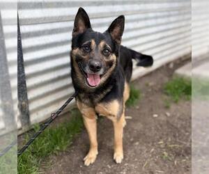 Shollie Dogs for adoption in Modesto, CA, USA