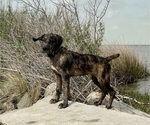 Puppy 8 Boxer-Poodle (Standard) Mix