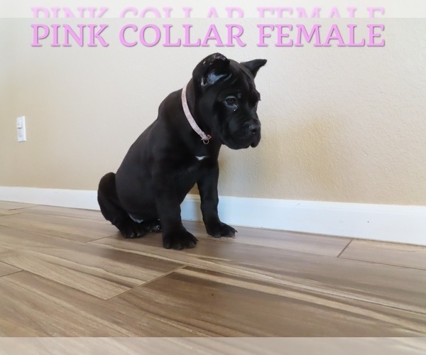 Full screen Photo #3 Cane Corso Puppy For Sale in APPLE VALLEY, CA, USA