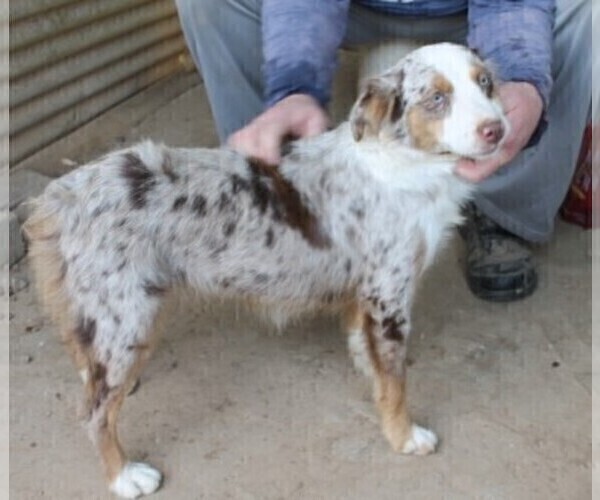 Medium Photo #1 Miniature Australian Shepherd Puppy For Sale in LEXINGTON, AL, USA