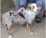 Small Photo #1 Miniature Australian Shepherd Puppy For Sale in LEXINGTON, AL, USA