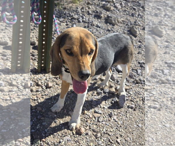 Medium Photo #3 Beagle-Unknown Mix Puppy For Sale in Tucson, AZ, USA