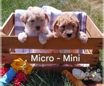 Small #5 Goldendoodle-Poodle (Miniature) Mix