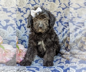 Aussiedoodle Miniature Puppy for sale in CHRISTIANA, PA, USA